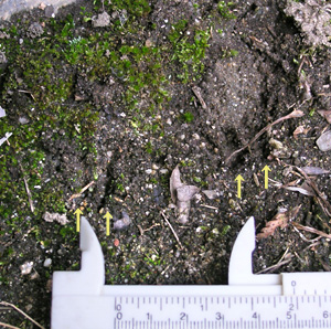 オコジョ?イイズナ?の足跡 オコジョ?イイズナ?の足跡