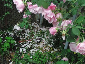 庭の花　バラ散り初めぬ