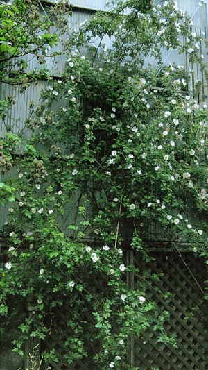 庭の花　巨大化したドッグローズ満開