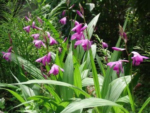 庭の花　山野草　シラン