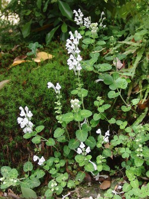庭の花　山野草　タツナミソウ