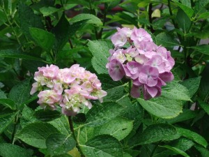 6月の庭の花はアジサイ。土壌のアルカリ化でピンク色に変化した。
