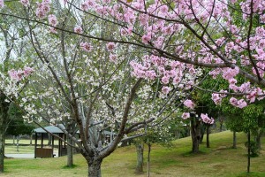 姫路城北側のシロトピア記念公園では白とピンクのサクラが咲いていました