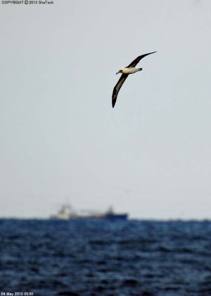 鹿島灘を飛ぶコアホウドリ