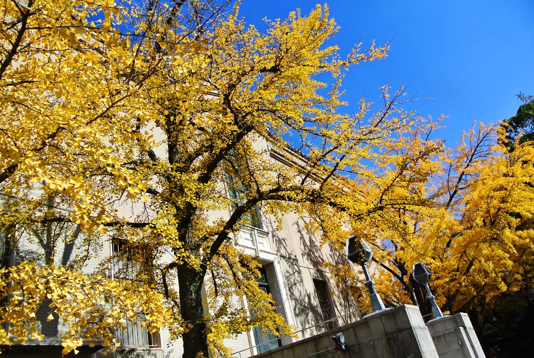 青空を背景にイチョウの黄葉が映える＝大阪市立美術館
