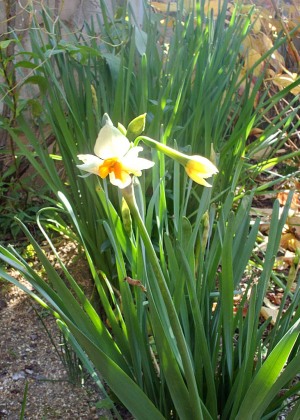 裏庭で水仙（スイセン）が咲き始めた