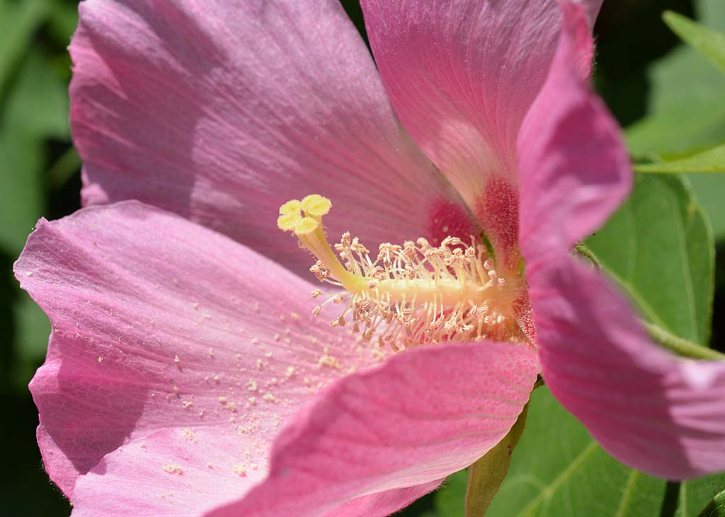 フヨウの花