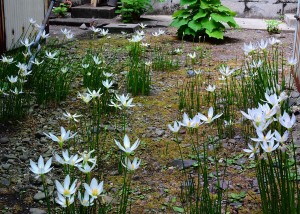 ９月に入って裏庭ではタマスダレの花が咲き誇っている