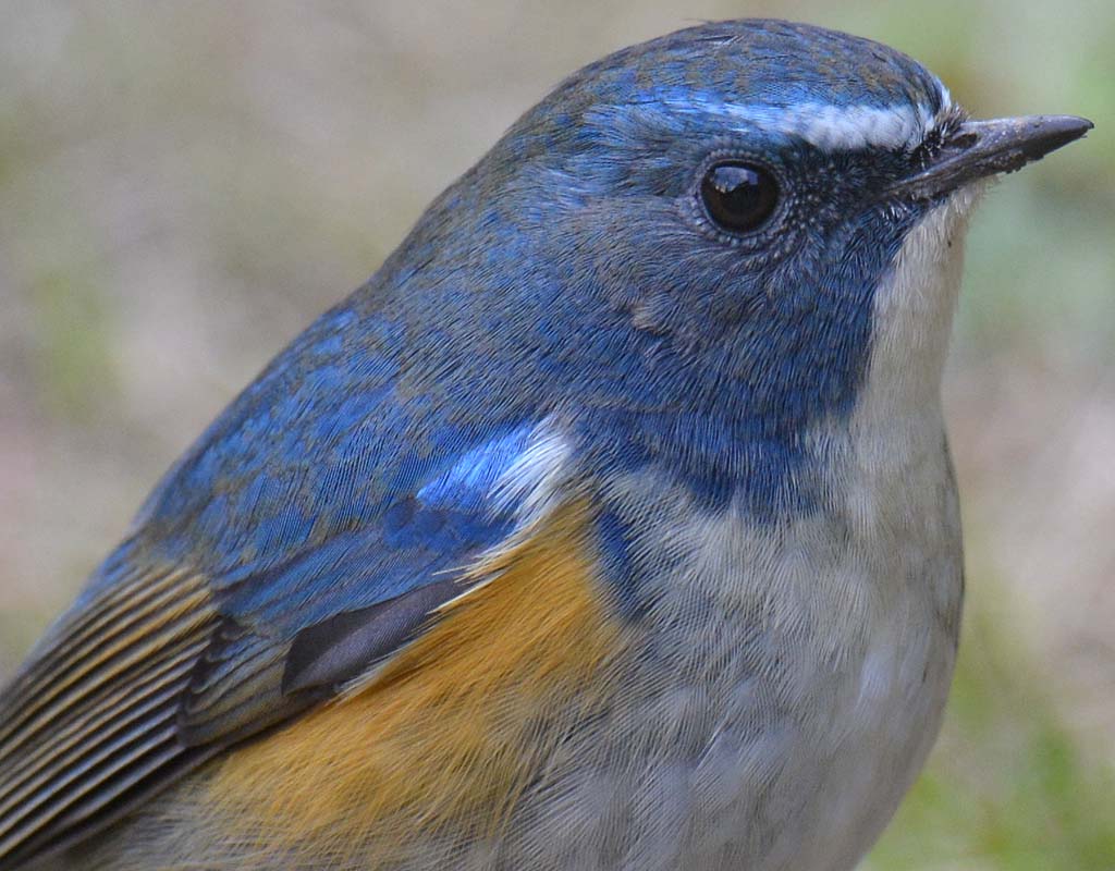 青い小鳥・ルリビタキが庭に滞在中。春になって暖かい平地から繁殖地の亜高山帯か北方へ移動する途中だろう。