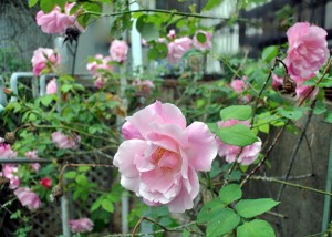 気温上昇で裏庭のバラが一夜にして一気に開花した