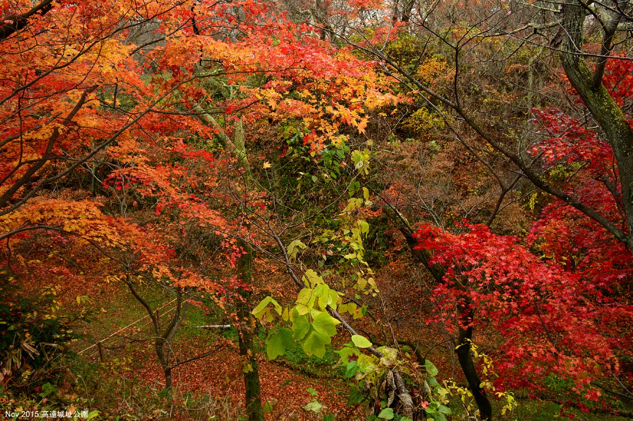 高遠城址公園の紅葉