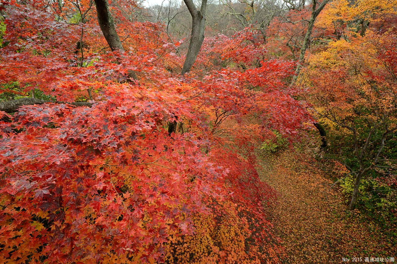 高遠城址公園の紅葉
