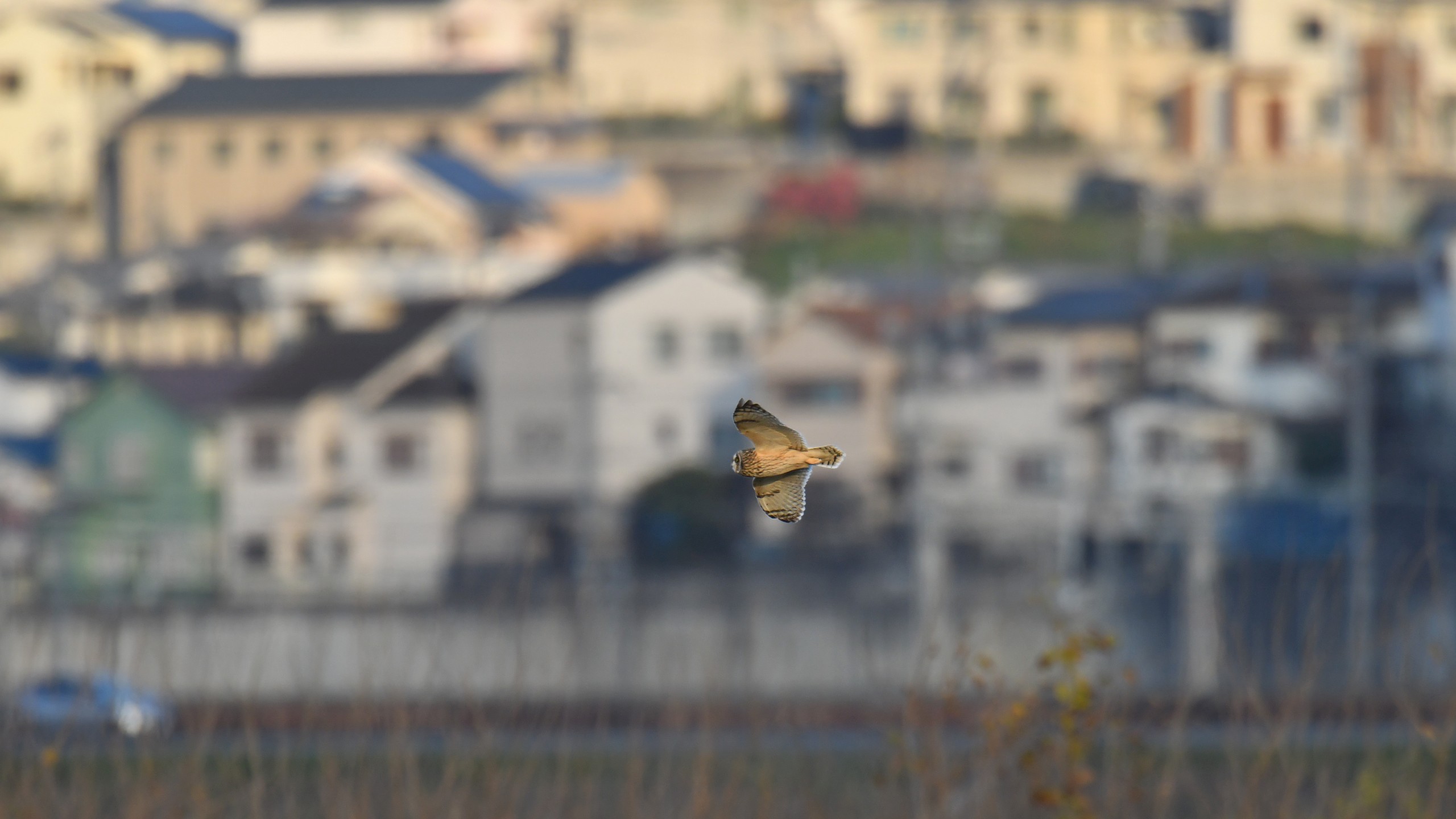 コミミズク飛翔（2560×1440）　8772