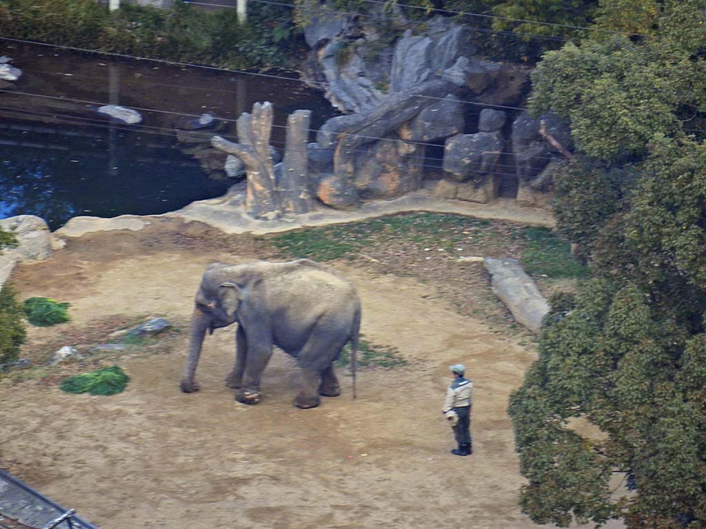 ハルカス３００展望台から見た天王寺動物園のゾウ